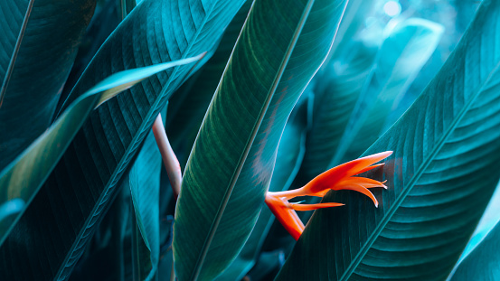 Orange Heliconia flower on light and dark tropical leaf nature background paint dye of leaves and nature background