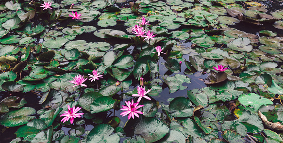 Beautiful pink lotus flower in pond.Pink Lotus Flower background Lily Floating On The Water