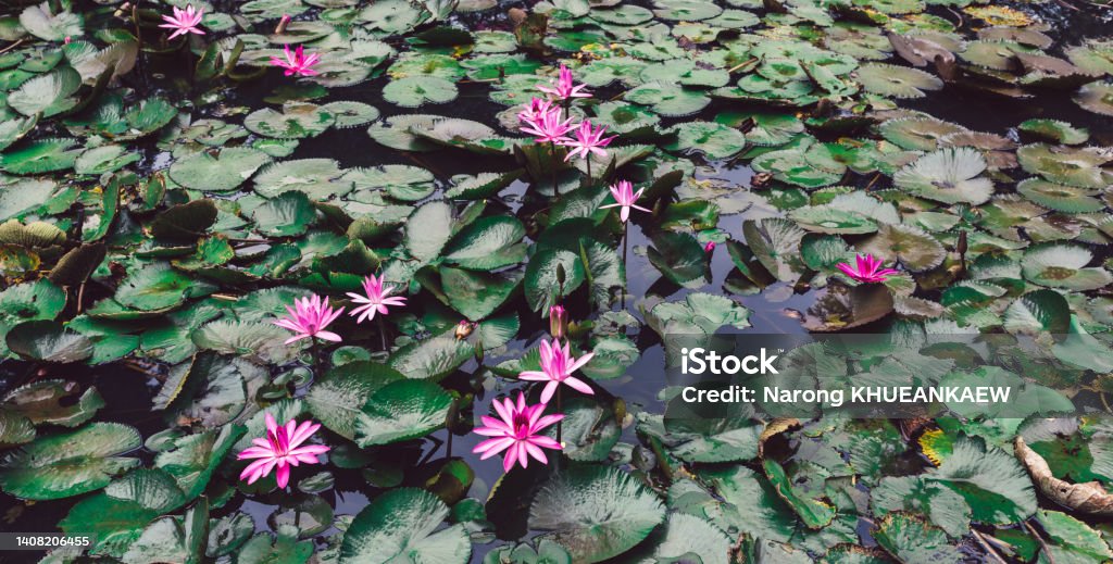 Beautiful pink lotus flower in pond.Pink Lotus Flower background Lily Floating On The Water Buddhism Stock Photo