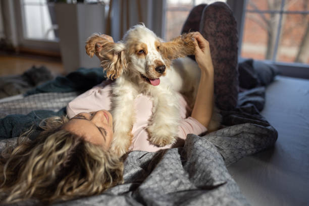 istock Young woman playing in the bed with Cocker Spaniel dog 1408207036