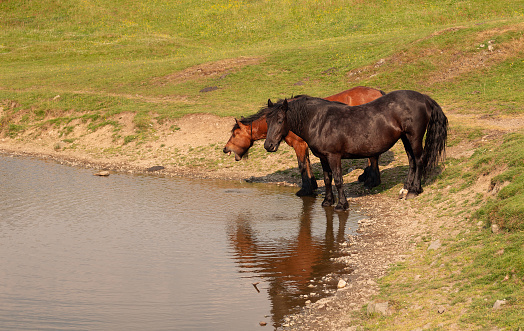 Horses at a watering hole near the lake