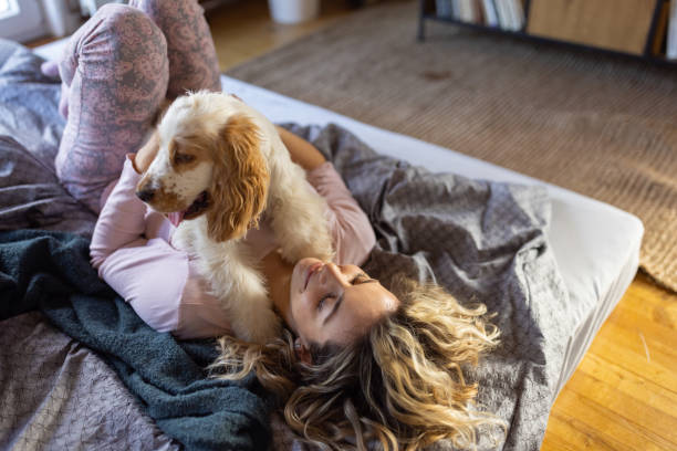 istock Young woman playing in the bed with Cocker Spaniel dog 1408207172