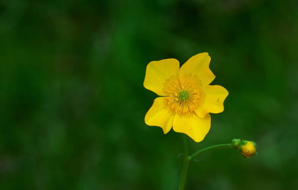 istock Yellow flower on a green background 1408207203