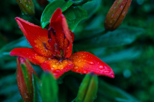 istock Red lily after the rain 1408207299