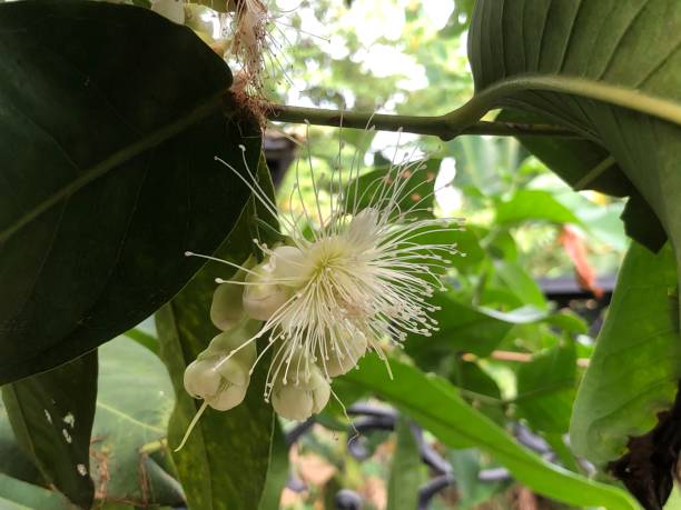 istock guava flower photo 1408210070