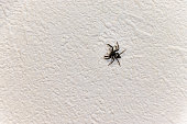 A black spider crawling on the white wall