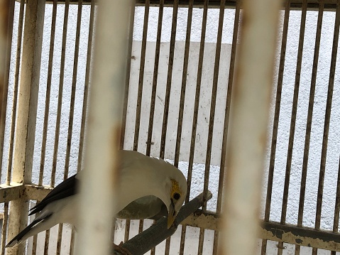 photo of the white Bali starling in the cage