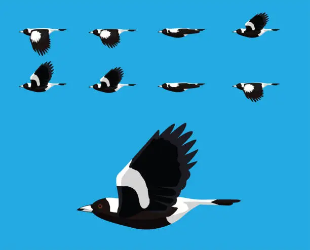 Vector illustration of Bird Australian Magpie Flying Cartoon Vector Animation Frame