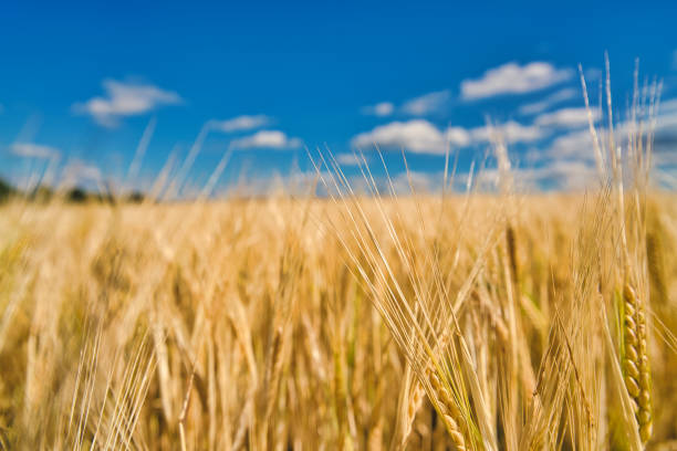 istock golden wheat  / agriculture / crop 1408211205