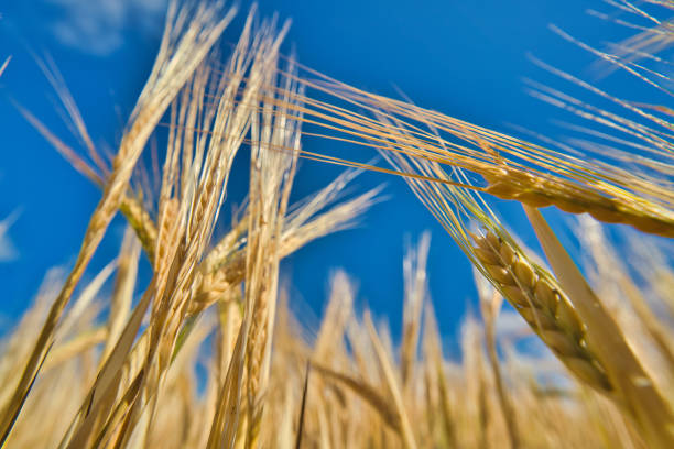istock golden wheat  / agriculture / crop 1408211222