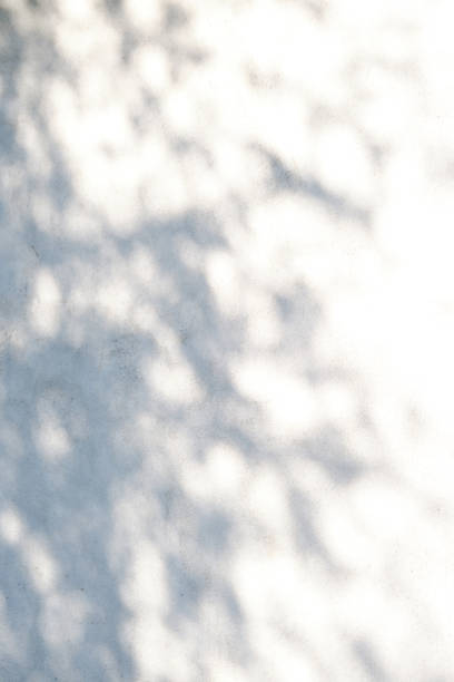 istock A wall with shadows from leaves. Abstract background. 1408211855