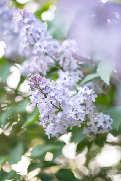 istock beautiful lilac branches close-up. Background. 1408212078