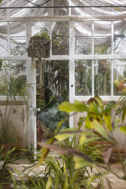 istock Looking into an old greenhouse 1408213444