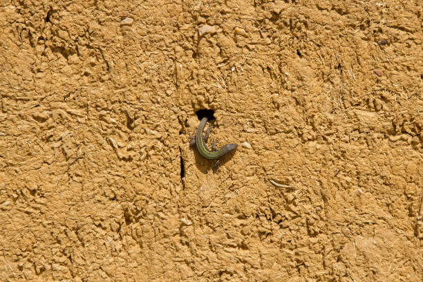 Lizard in Adobe Mud Wall - Lagartija en  Pared de barro  Adobe stock photo