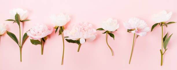 istock Romantic peony on a pink pastel background 1408214826
