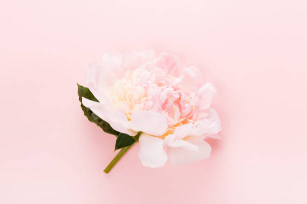 istock Romantic peony on a pink pastel background 1408214832