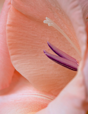 Side view macro close-up of the inside of a pink gladiolus flower head with shallow DOF, focus is on the structure of the purple colored stamen