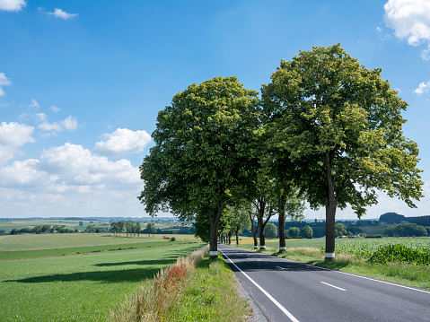 road with white lines and trees in countryside of northern luxemburg in summer under blue sky in summer