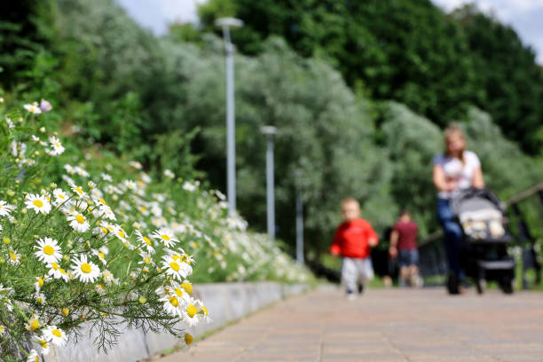 istock White daisy flowers in summer park 1408216354