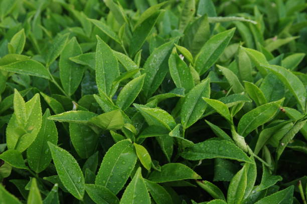 hojas de té fresco - leafes fotografías e imágenes de stock