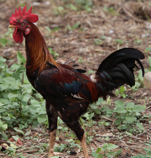 istock The red hen is walking and watching 1408217537