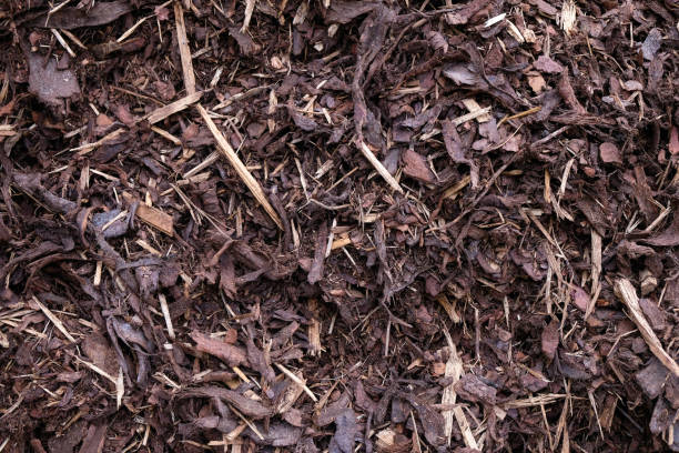 istock Wood mulch background. Outdoor. 1408217722