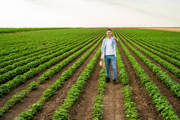 istock Farmer showing thumb up while  standing in his growing  soybean field 1408217765