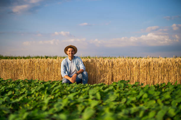 Farmer in his growing wheat  and soybean field stock photo