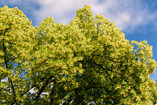 Blooming linden. Lime tree in bloom agaist blue sky. Blossoming basswood on sunny day. Selective focus
