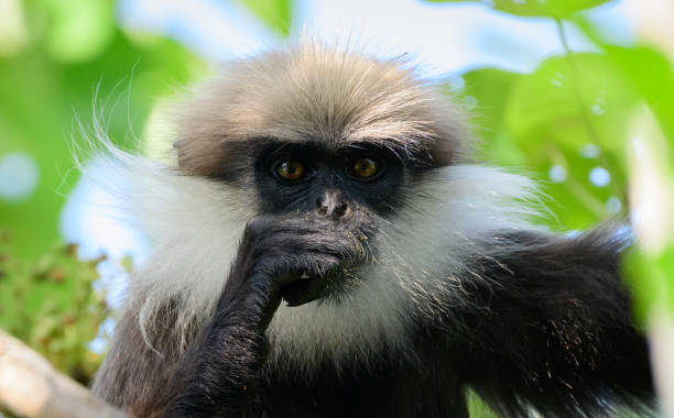 westlicher purpurgesichtslangur (trachypithecus vetulus nestor) mit blick auf die kamera, nahaufnahme porträtfotografie, lebt in der feuchten zone in colombo. gefährdeter affe, der in sri lanka endemisch ist. - sri lanka langur animals in the wild endangered species stock-fotos und bilder