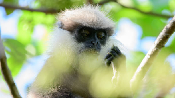 bela cara de macaco de langur com cara roxa, foto de close-up. espécies de macacos endêmicas no sri lanka. - sri lanka langur animals in the wild endangered species - fotografias e filmes do acervo