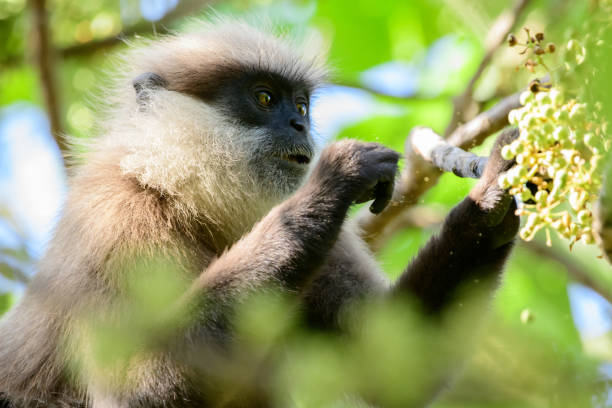 hungriger lilagesichtiger languraffe frisst wilde früchte nahaufnahme. gefährdete art, die in sri lanka endemisch ist, - sri lanka langur animals in the wild endangered species stock-fotos und bilder