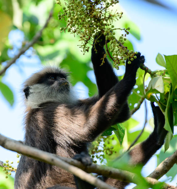 macaco-de-cara-roxa ocidental sentado em um galho de árvore e comendo frutas selvagens. - sri lanka langur animals in the wild endangered species - fotografias e filmes do acervo