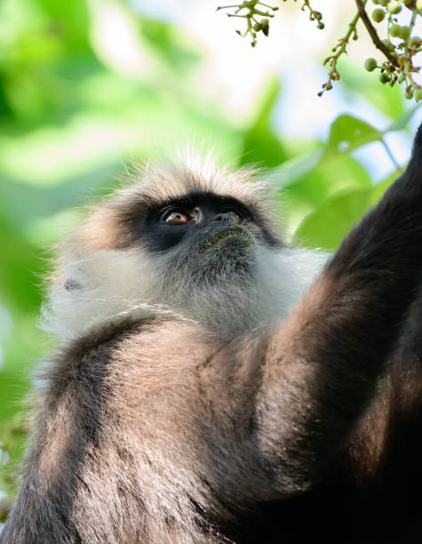 hungriger lilagesichtiger languraffe, der die wilden früchte im baum betrachtet, gefährdete affenart, die in sri lanka endemisch ist. - sri lanka langur animals in the wild endangered species stock-fotos und bilder