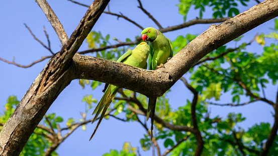 Pair of rose winged parakeet kissing high up on a tree branch.
