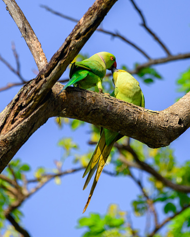 Pair of cute rose winged parakeet kissing high up on a tree branch.