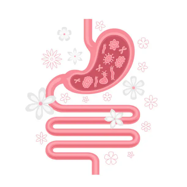Vector illustration of Probiotics and prebiotics  benefits. Influence of probiotics on a human body.