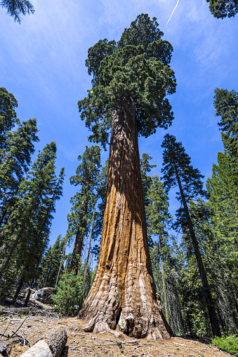 The General Grant giant sequoia tree in Sequoia National Park, California