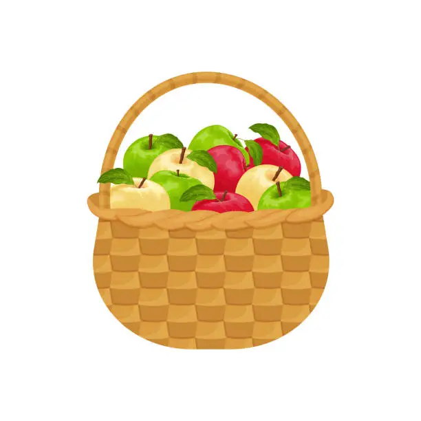 Vector illustration of Apples. Ripe apples in a wicker basket. A basket of apples. A basket with ripe apples. Vitamin products. Vector illustration isolated on a white background