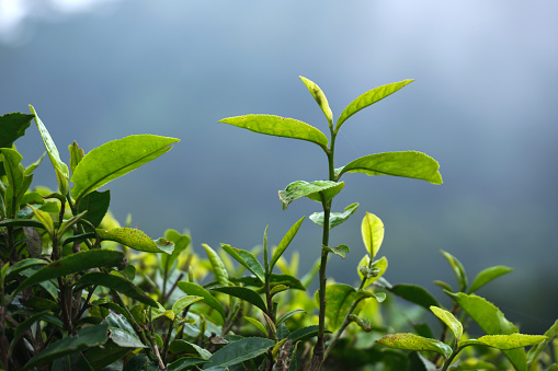 Fresh tea bud leaves.Tea plantations, darjeeling, West Bengal, India