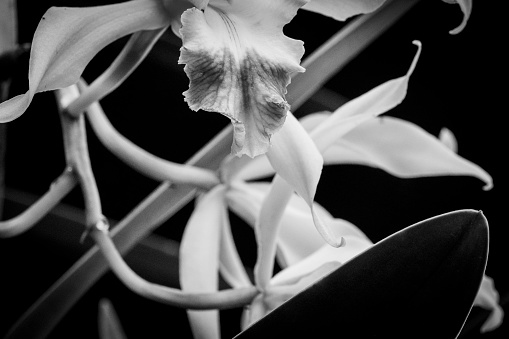 Orchid flower macro close up for use as a background or plant identifier.