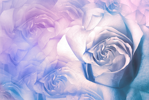 Roses  flowers  blue.  Floral background.  Close-up. Nature.