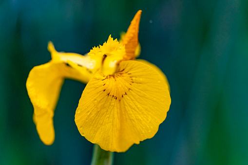 Flag Iris flower with raindrops.