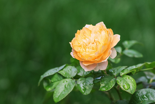 rose flower in rain