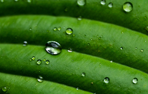 Rainwater droplets beading on a palm leaf.
