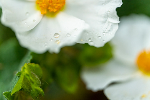 Cistus flower macro close up for use as a background or plant identifier.