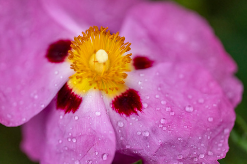 purple daisy flower covered with raindrops in Tenerife