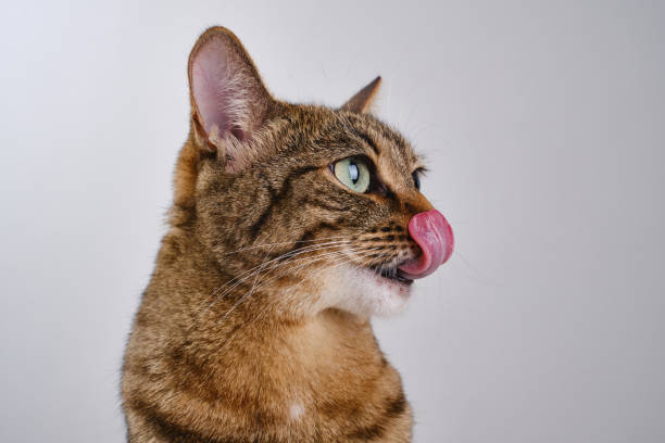 istock The muzzle of a brown domestic cat. 1408227575