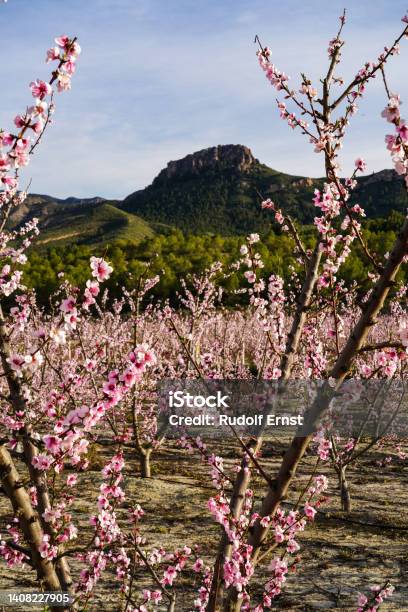 Peach Blossom In Cieza La Torre In The Murcia Region In Spain Stock Photo - Download Image Now