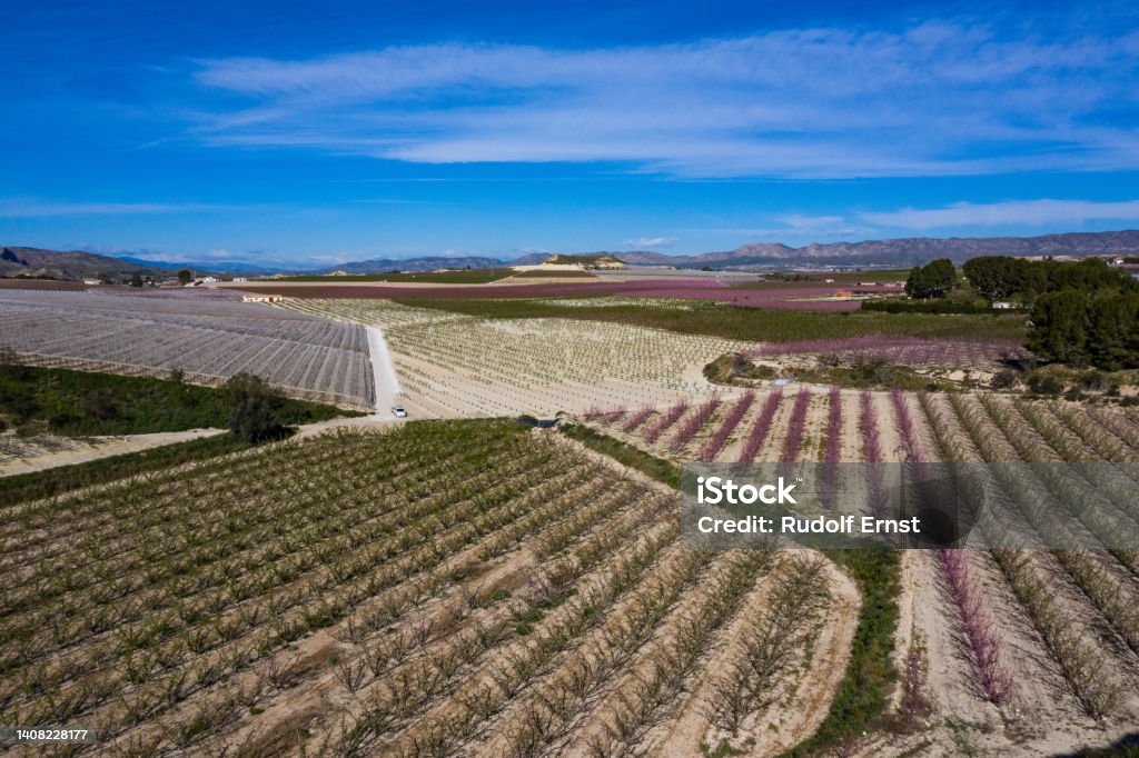 Peach blossom in Cieza, Mirador El Horno in the Murcia region in Spain Peach blossom in Cieza, Mirador El Horno. Photography of a blossoming of peach trees in Cieza in the Murcia region. Peach, plum and nectarine trees. Spain Aerial View Stock Photo